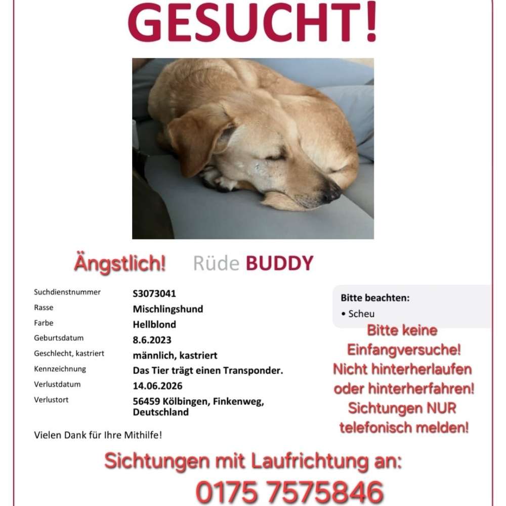 Suchmeldung-Buddy-Profilbild