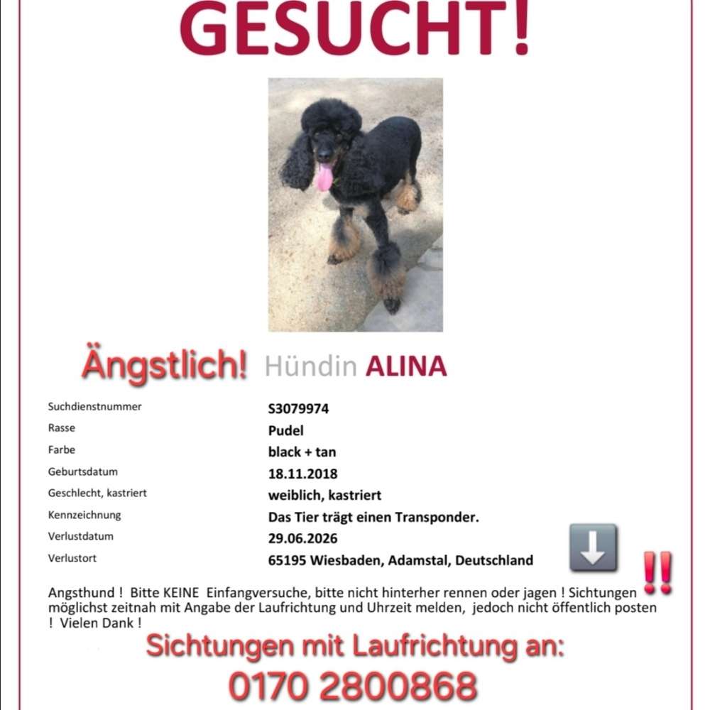 Suchmeldung-Alina-Profilbild