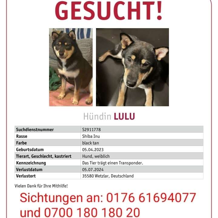 Suchmeldung-Lulu-Profilbild