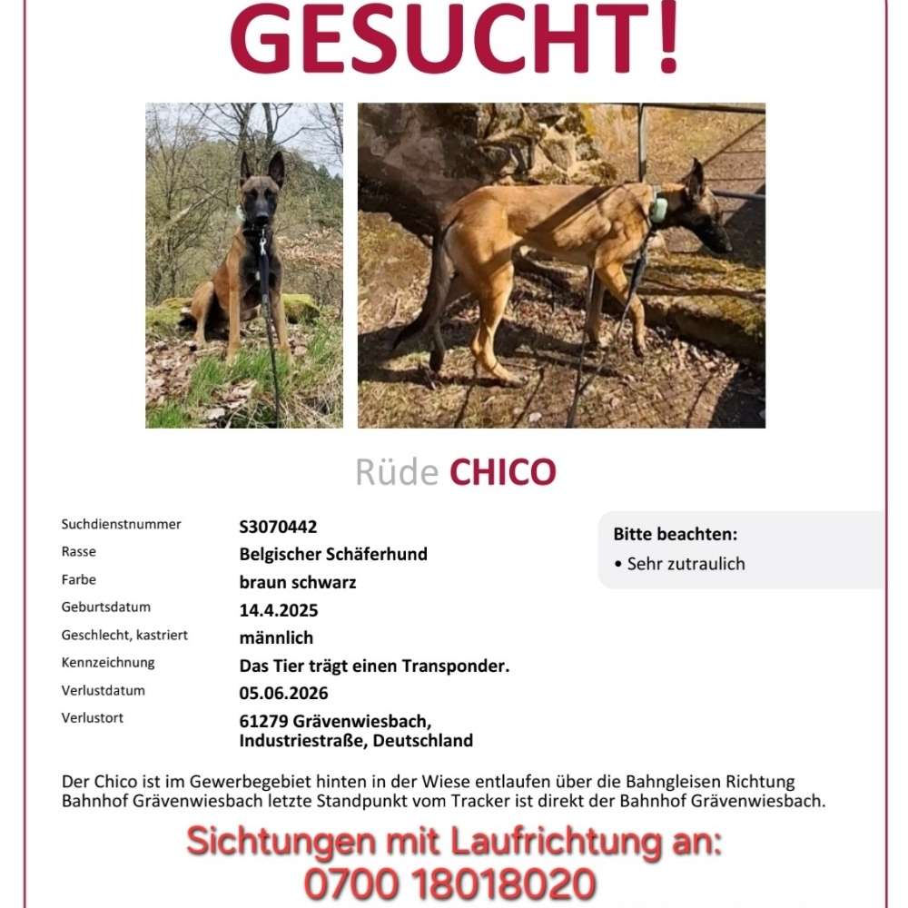 Suchmeldung-Chico-Profilbild