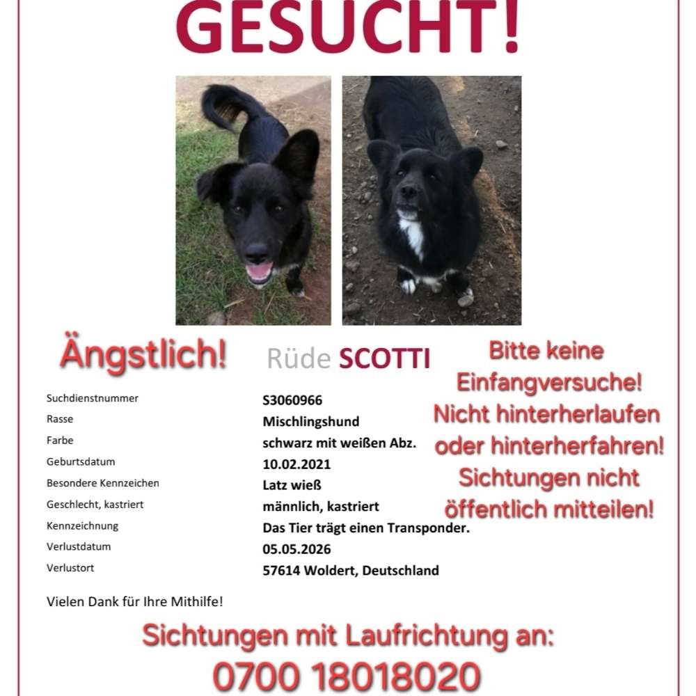 Suchmeldung-Scotti-Profilbild