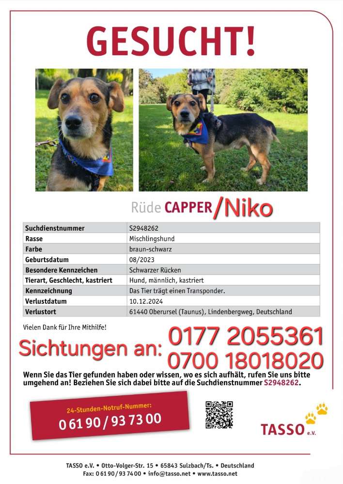 Suchmeldung-Niko (Vorher Capper)-Profilbild