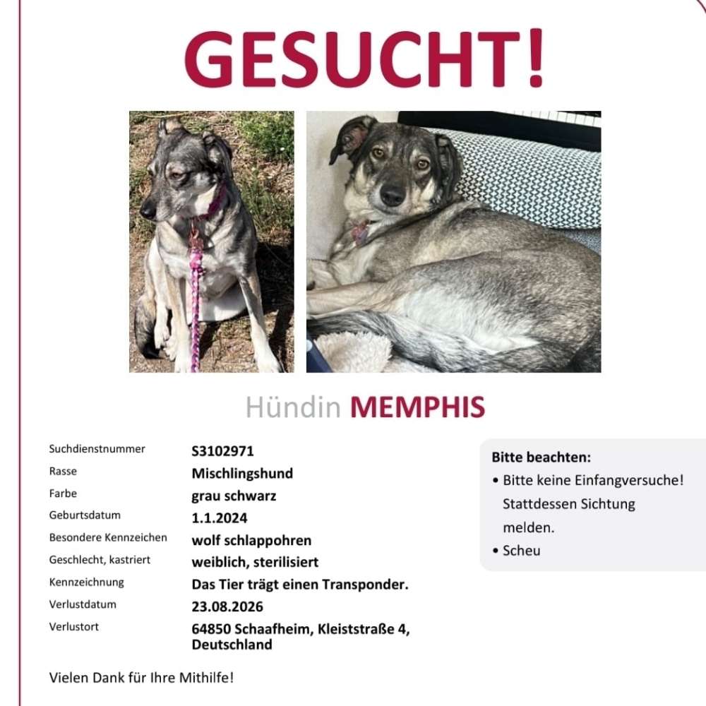 Suchmeldung-Memphis-Profilbild