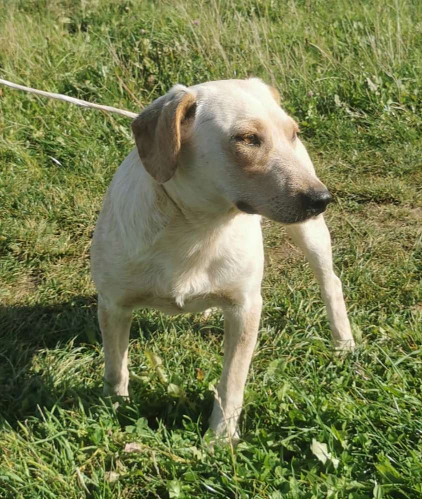 Suchmeldung-Charlie-Profilbild