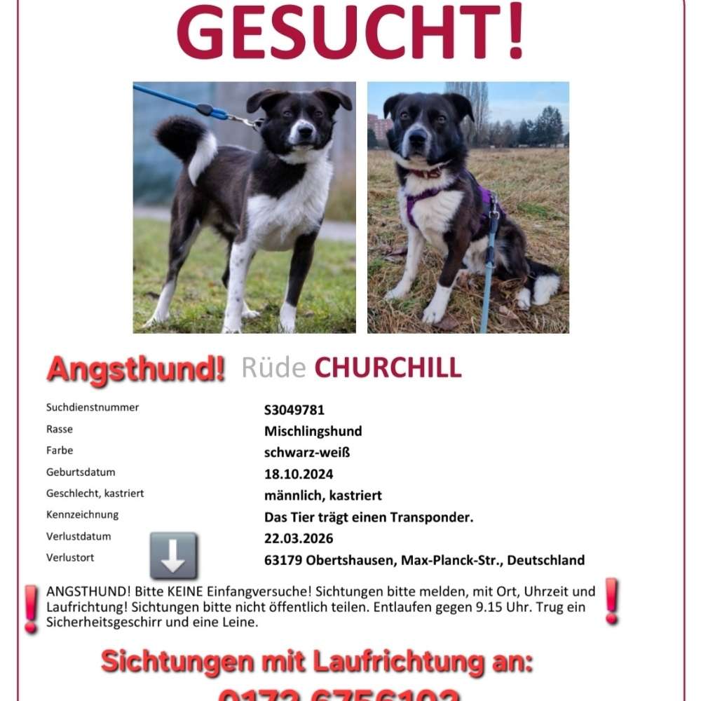 Suchmeldung-Churchill-Profilbild