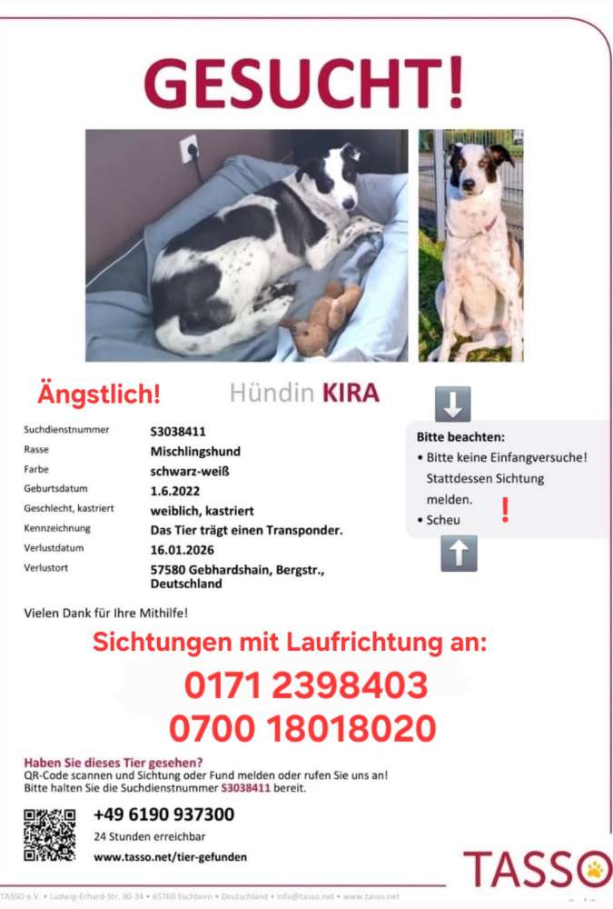Suchmeldung-Kira-Profilbild