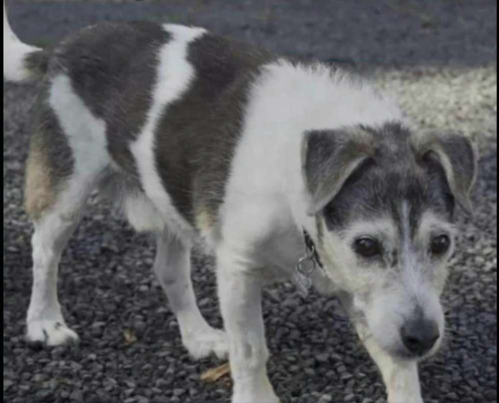 Suchmeldung-Bobby-Profilbild