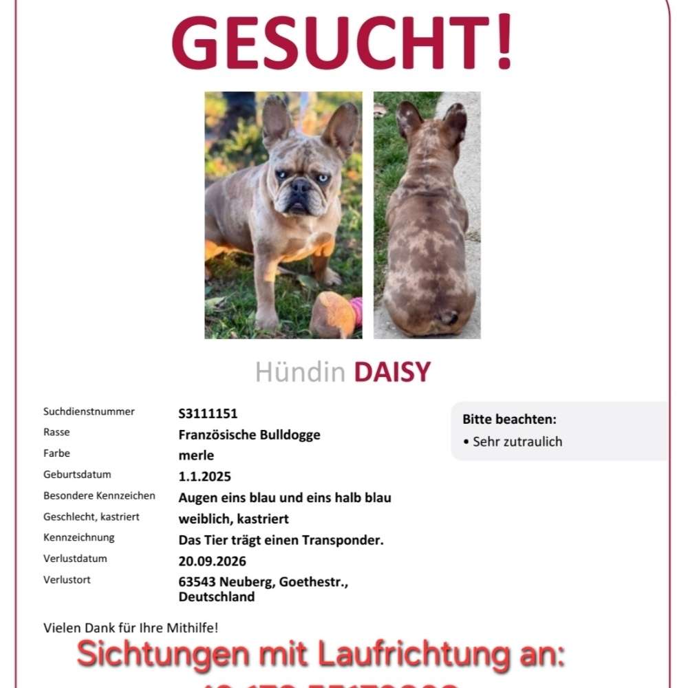 Suchmeldung-Daisy-Profilbild