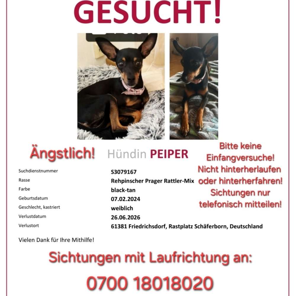 Suchmeldung-Peiper-Profilbild