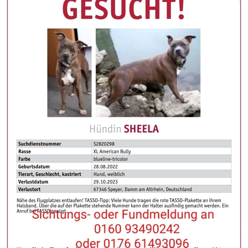 Suchmeldung-Sheela-Profilbild