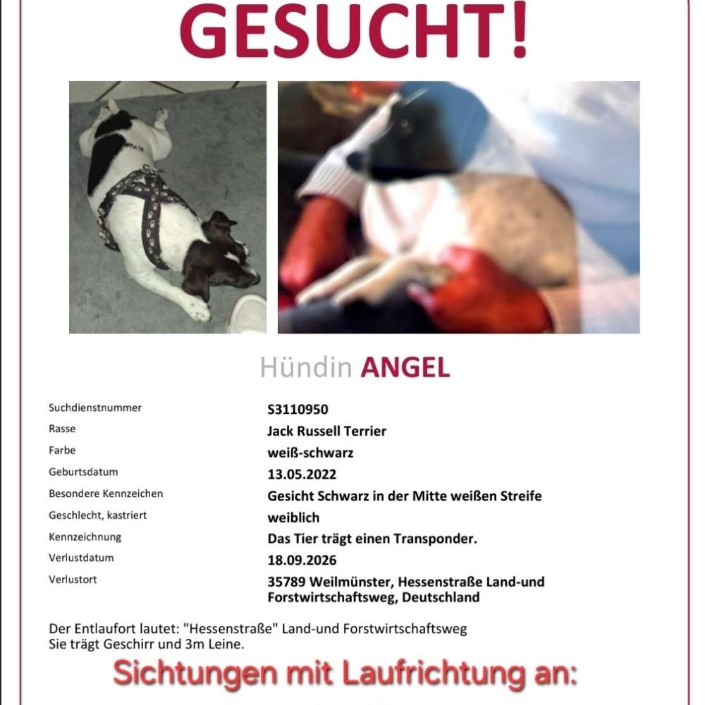 Suchmeldung-Angel-Profilbild