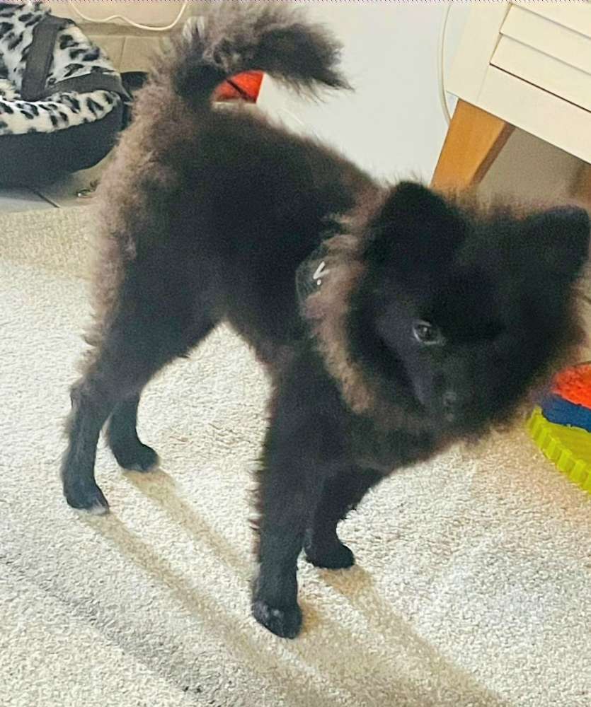 Suchmeldung-Benji-Profilbild