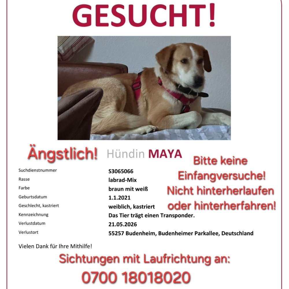 Suchmeldung-Maya-Profilbild