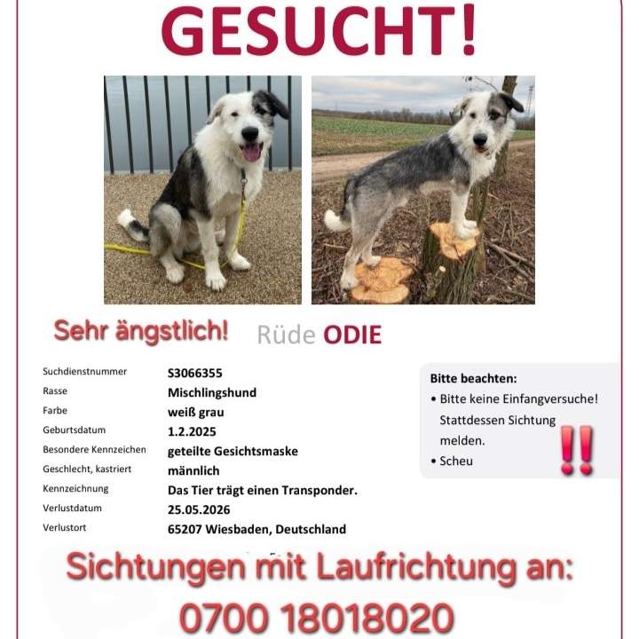 Suchmeldung-Odie-Profilbild