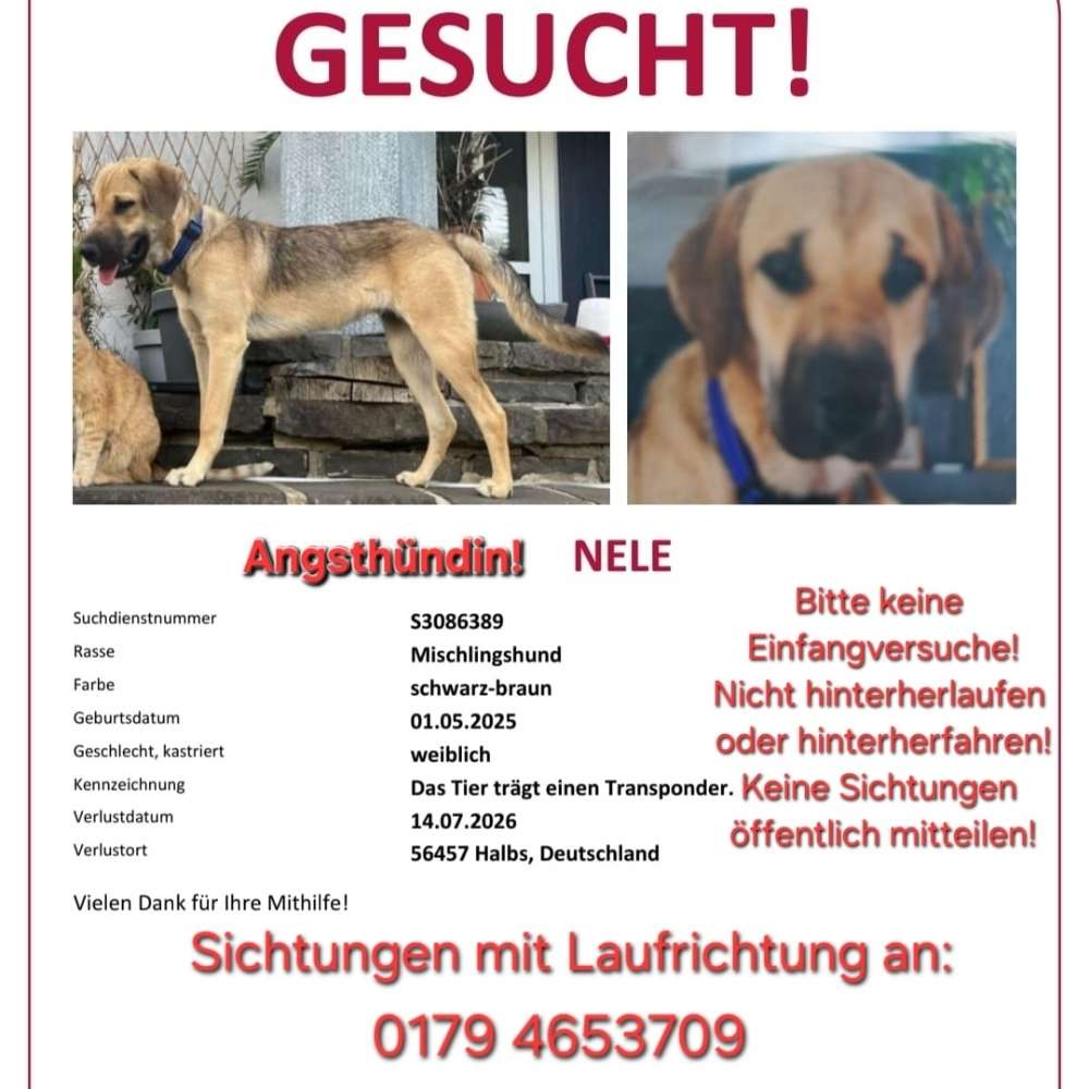 Suchmeldung-Nele-Profilbild