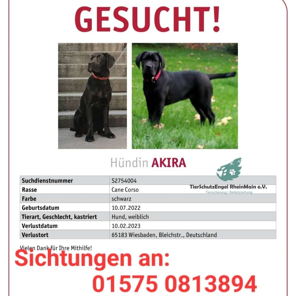Suchmeldung-Akira-Profilbild