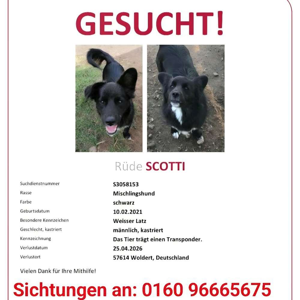 Suchmeldung-Scotty-Profilbild