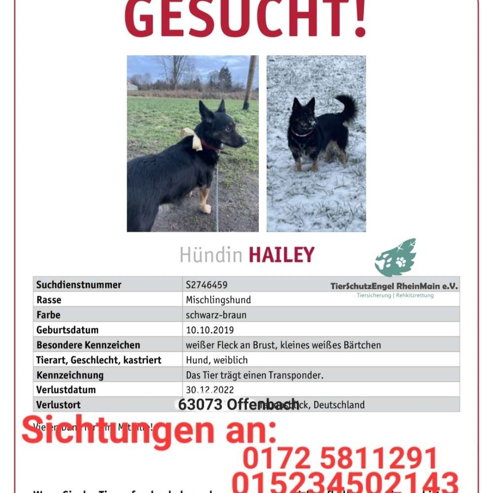 Suchmeldung-Hailey-Profilbild