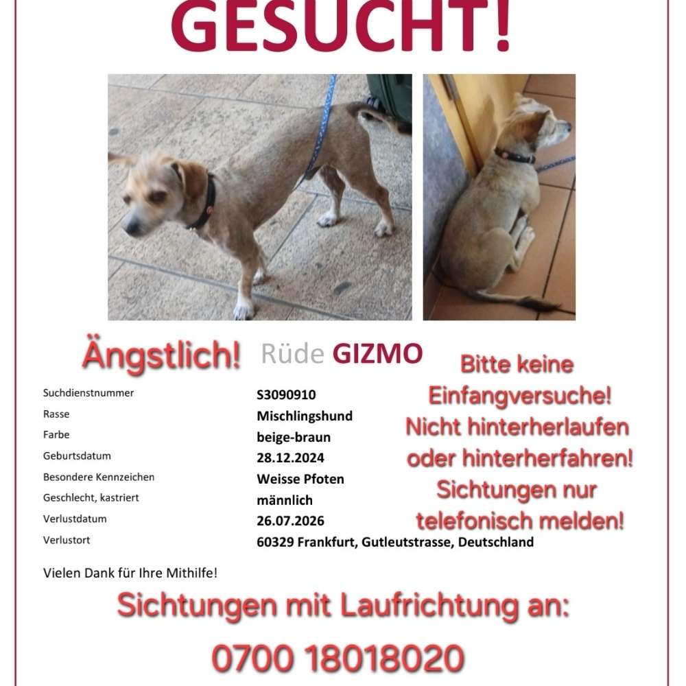 Suchmeldung-Gizmo-Profilbild