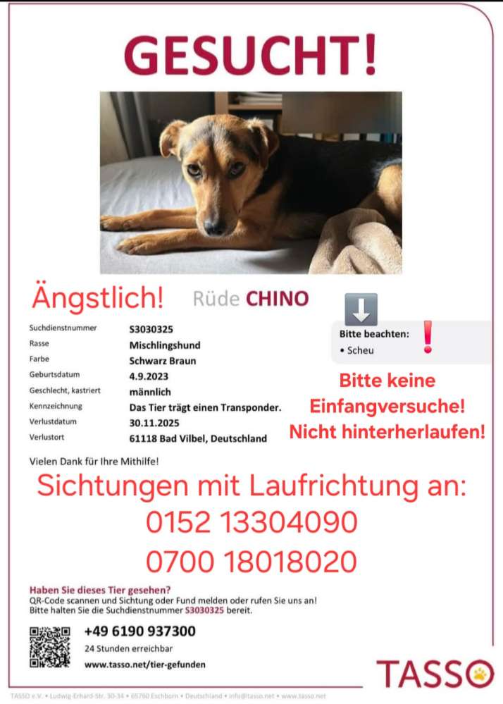 Suchmeldung-Chino-Profilbild