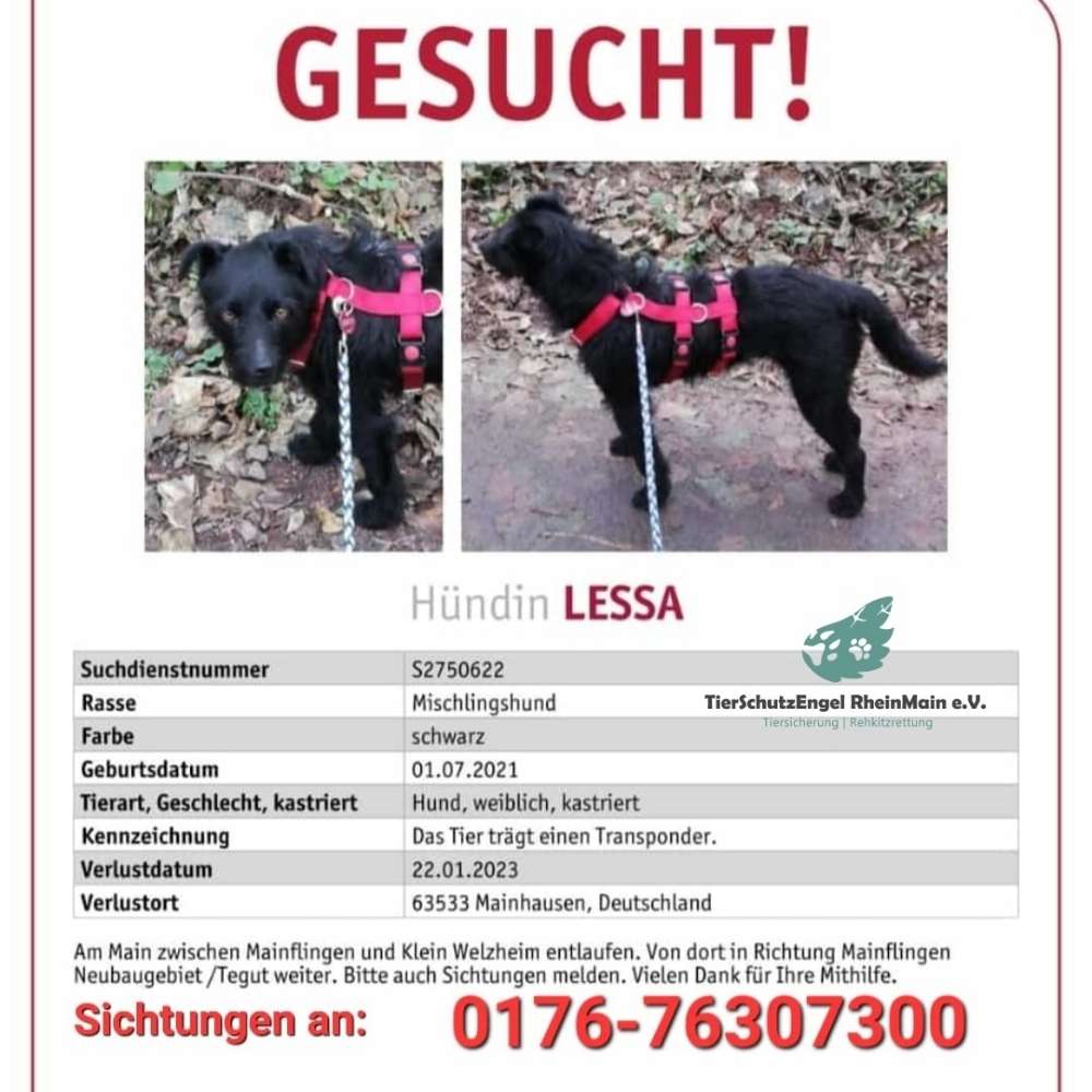 Suchmeldung-Lessa-Profilbild