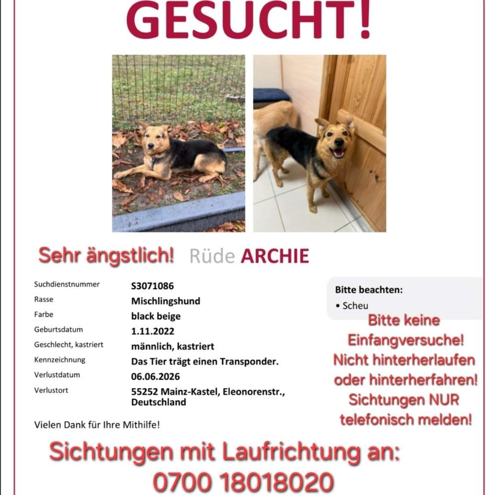 Suchmeldung-Archie-Profilbild
