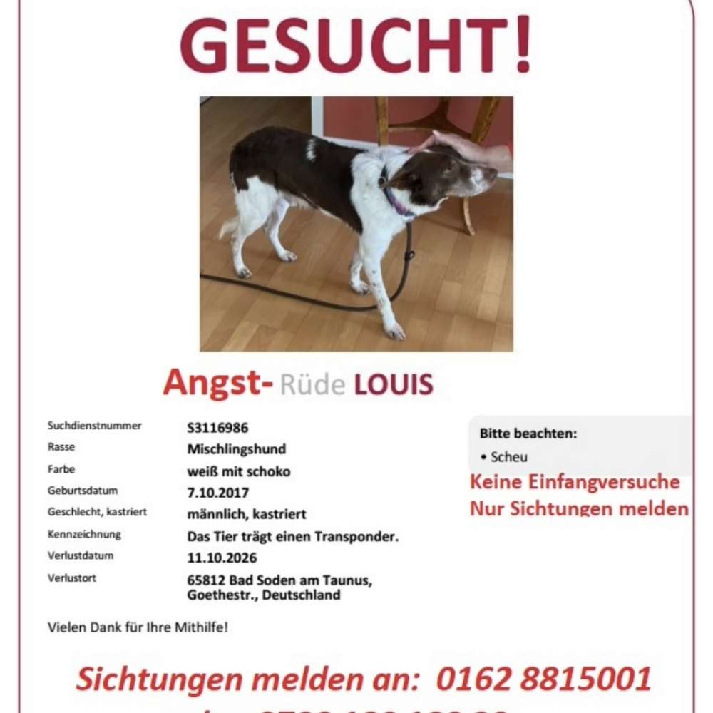 Suchmeldung-Louis-Profilbild