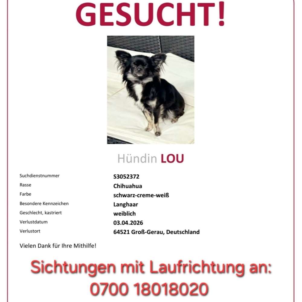 Suchmeldung-Lou-Profilbild
