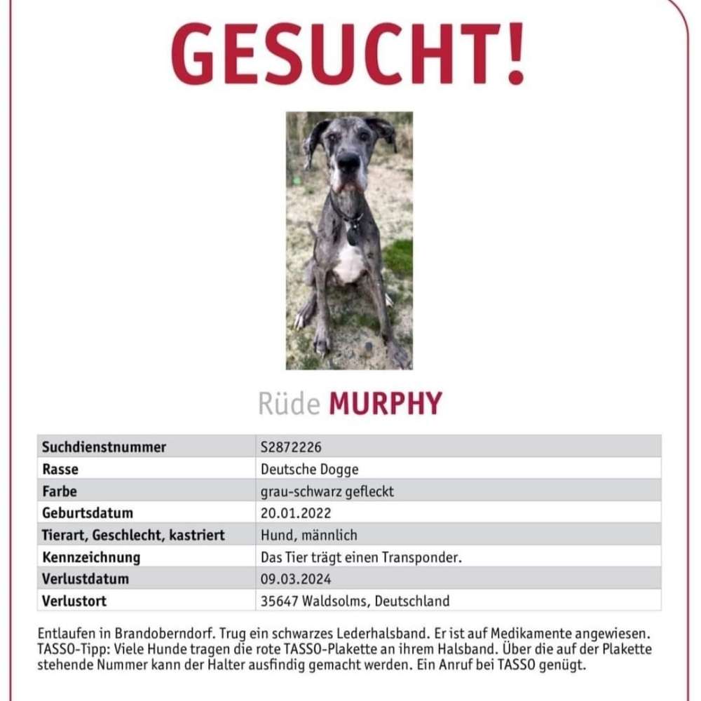 Suchmeldung-Murphy-Profilbild