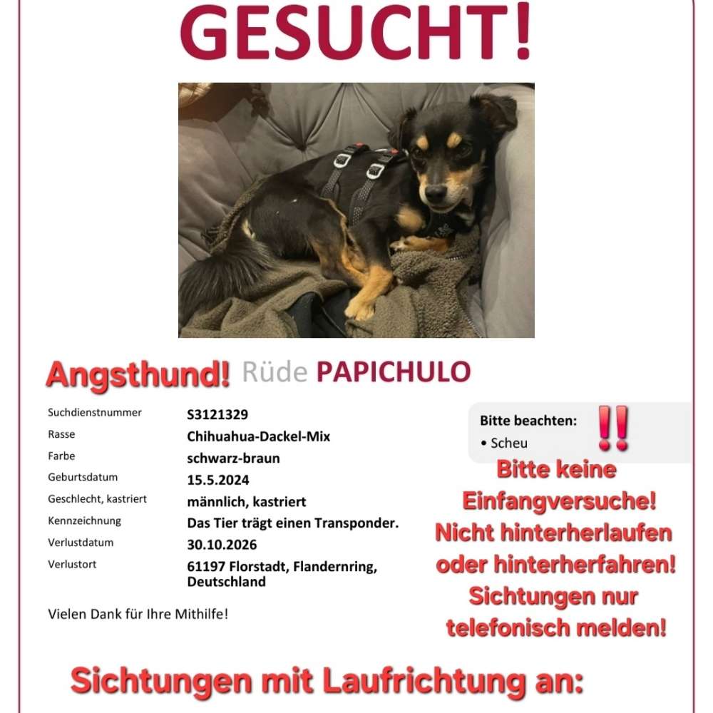 Suchmeldung-Papichulo-Profilbild