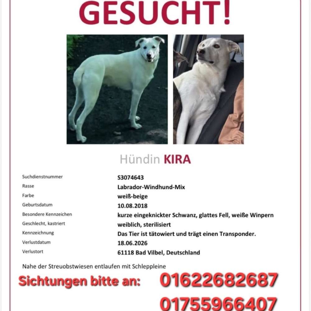 Suchmeldung-Kira-Profilbild