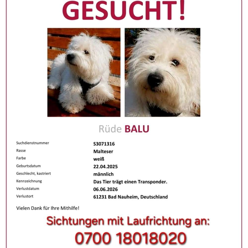 Suchmeldung-Balu-Profilbild