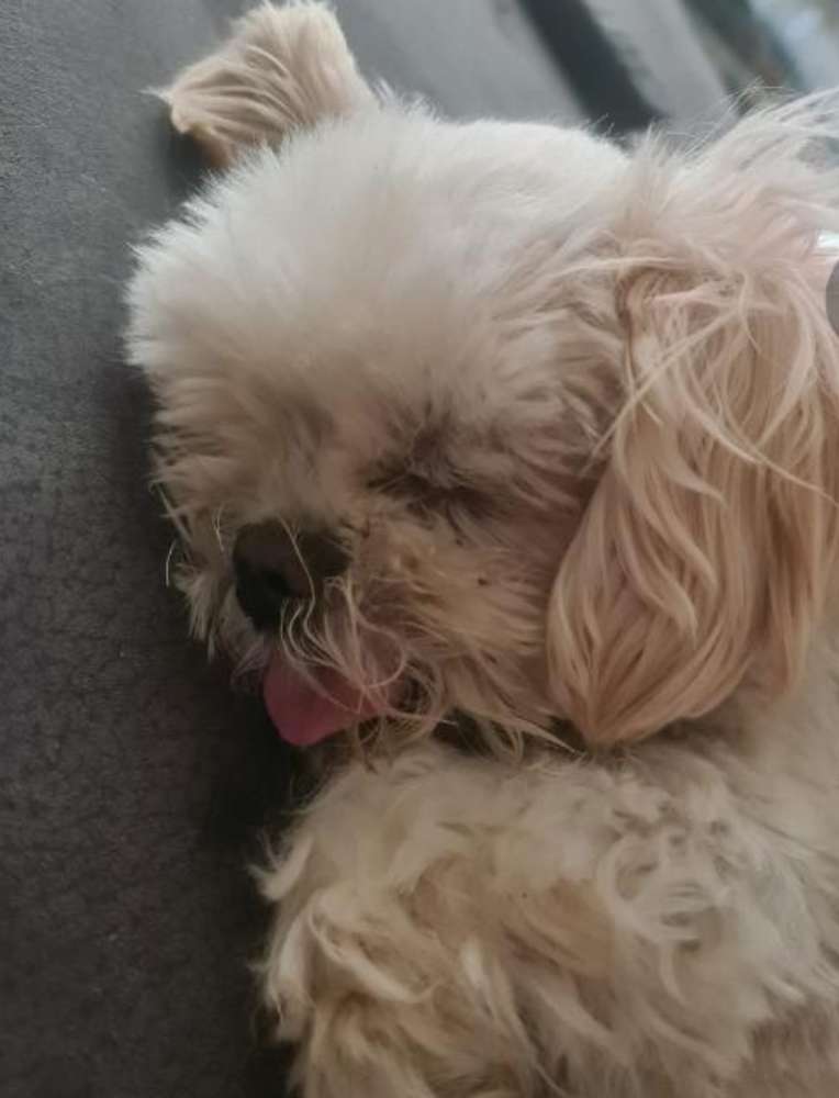 Suchmeldung-Flocke-Profilbild