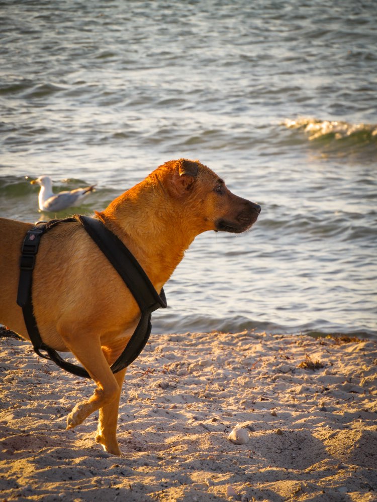 Hund am/im Wasser Banner