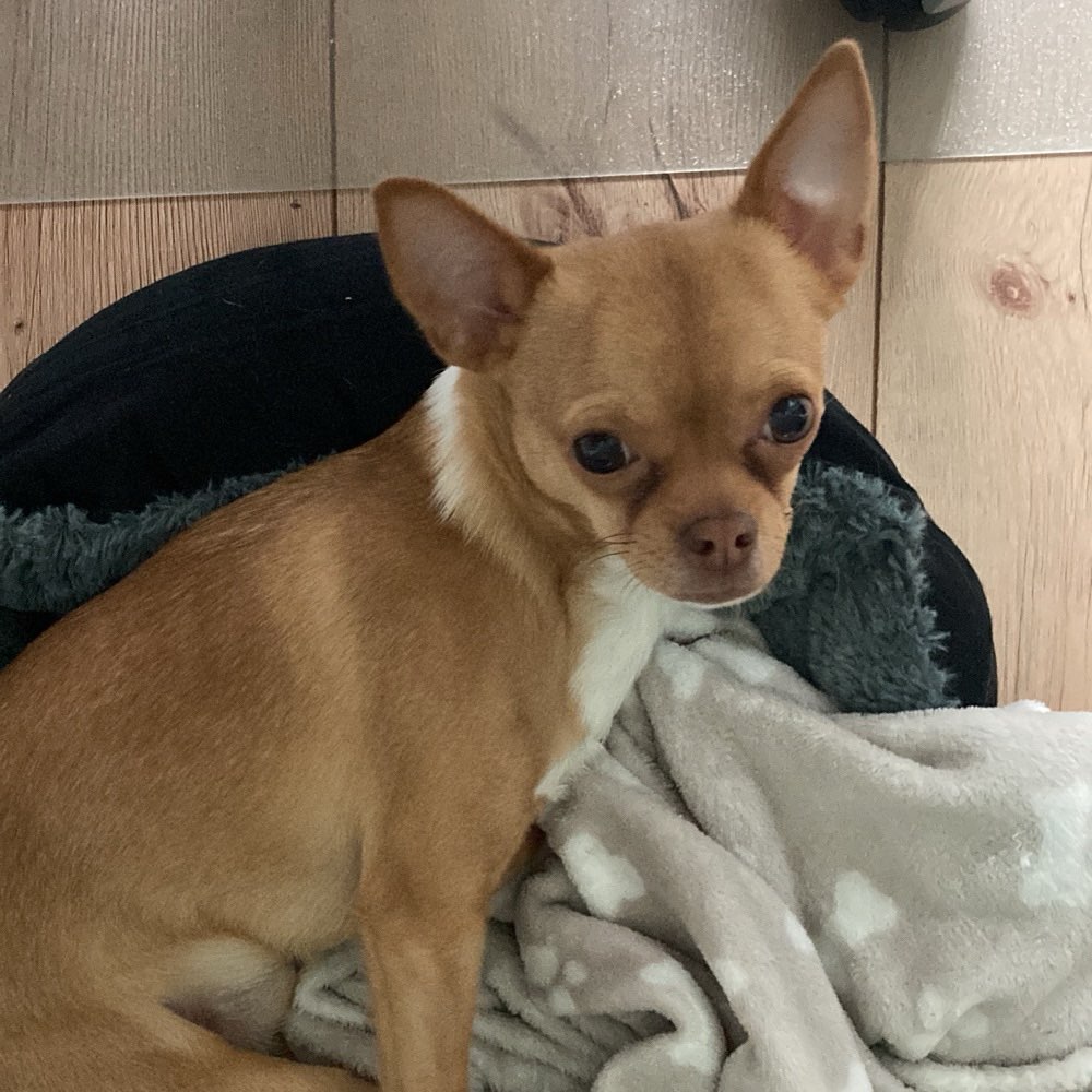 Hundetreffen-Social Walk und Spielpartner/-in gesucht-Profilbild