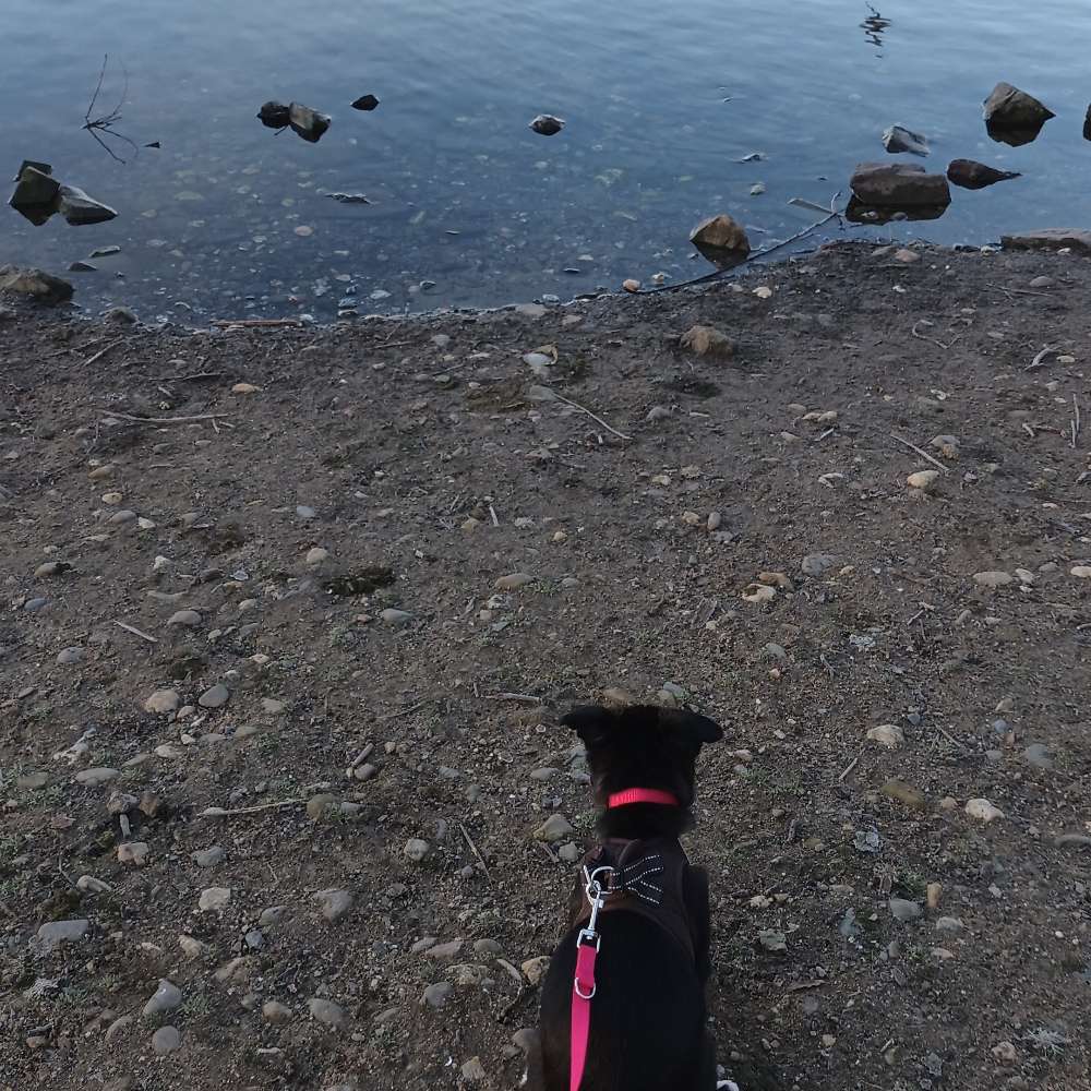 Hundetreffen-Hundefreunde am Toeppersee gesucht-Profilbild