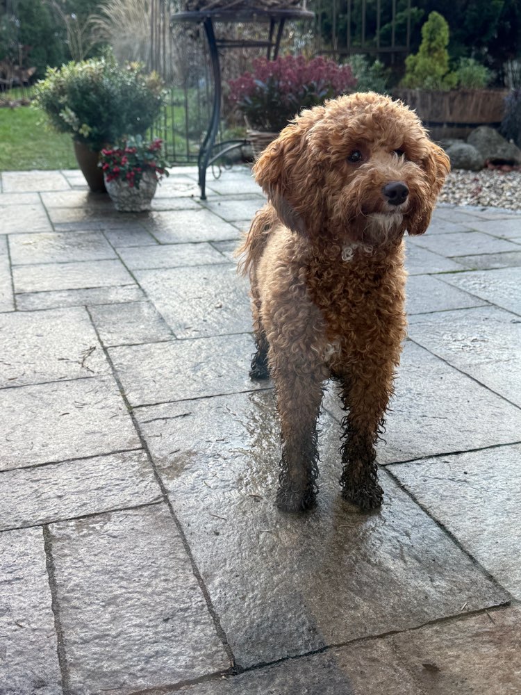 Hundetreffen-Toben, spielen,…-Profilbild