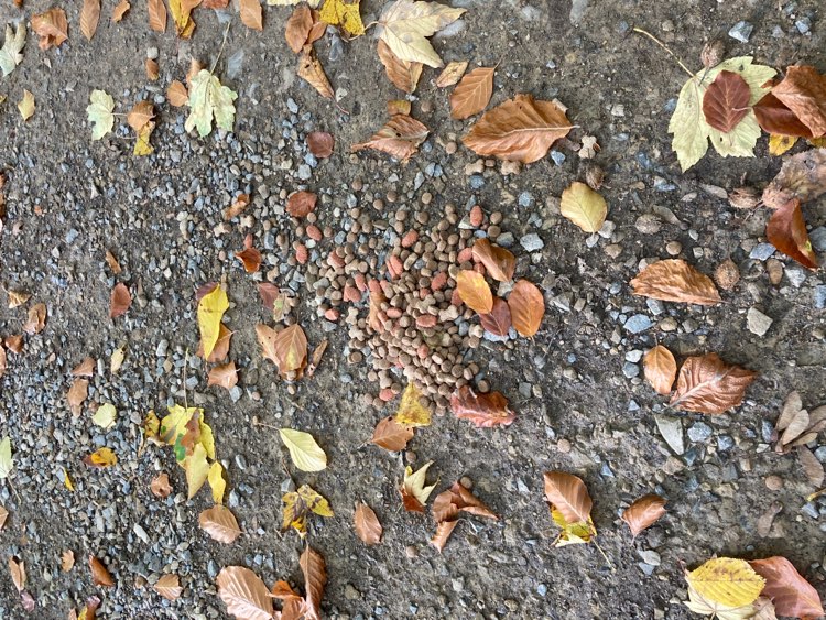 Giftköder-Möglicher Giftköder-Profilbild