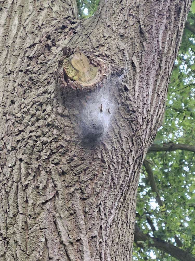 Giftköder-Eichenprozessionsspinner-Profilbild
