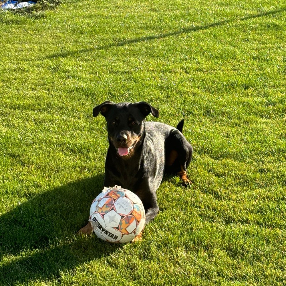 Hundetreffen-Gassi- und Spieltreffen-Profilbild