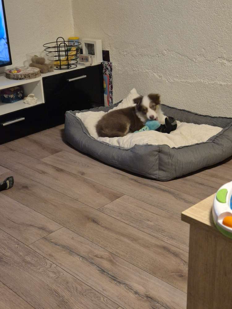 Hundetreffen-australischer shaper-Profilbild