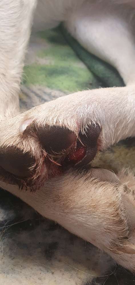 Giftköder-Evtl. mit Scherben gespickte Hundewiese-Profilbild