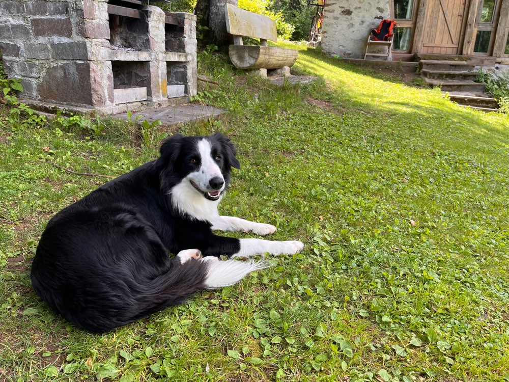 Hundetreffen-Begegnungstraining, da mein Hund damit Schwierigkeiten hat 😅-Profilbild