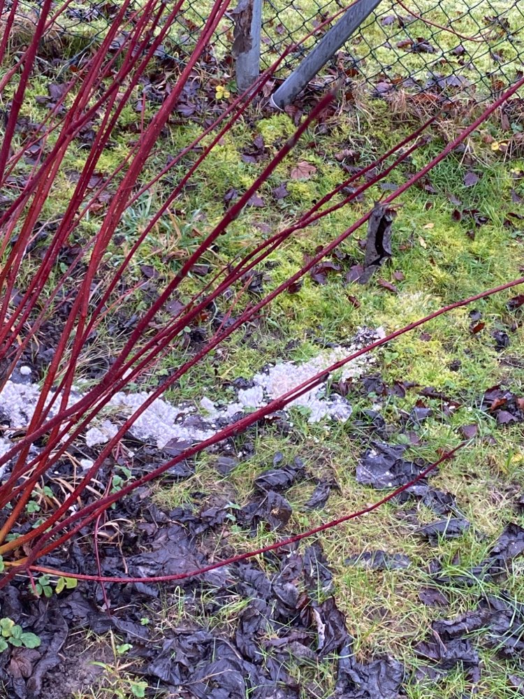 Giftköder-Weiße "Brocken" im Gebüsch-Profilbild