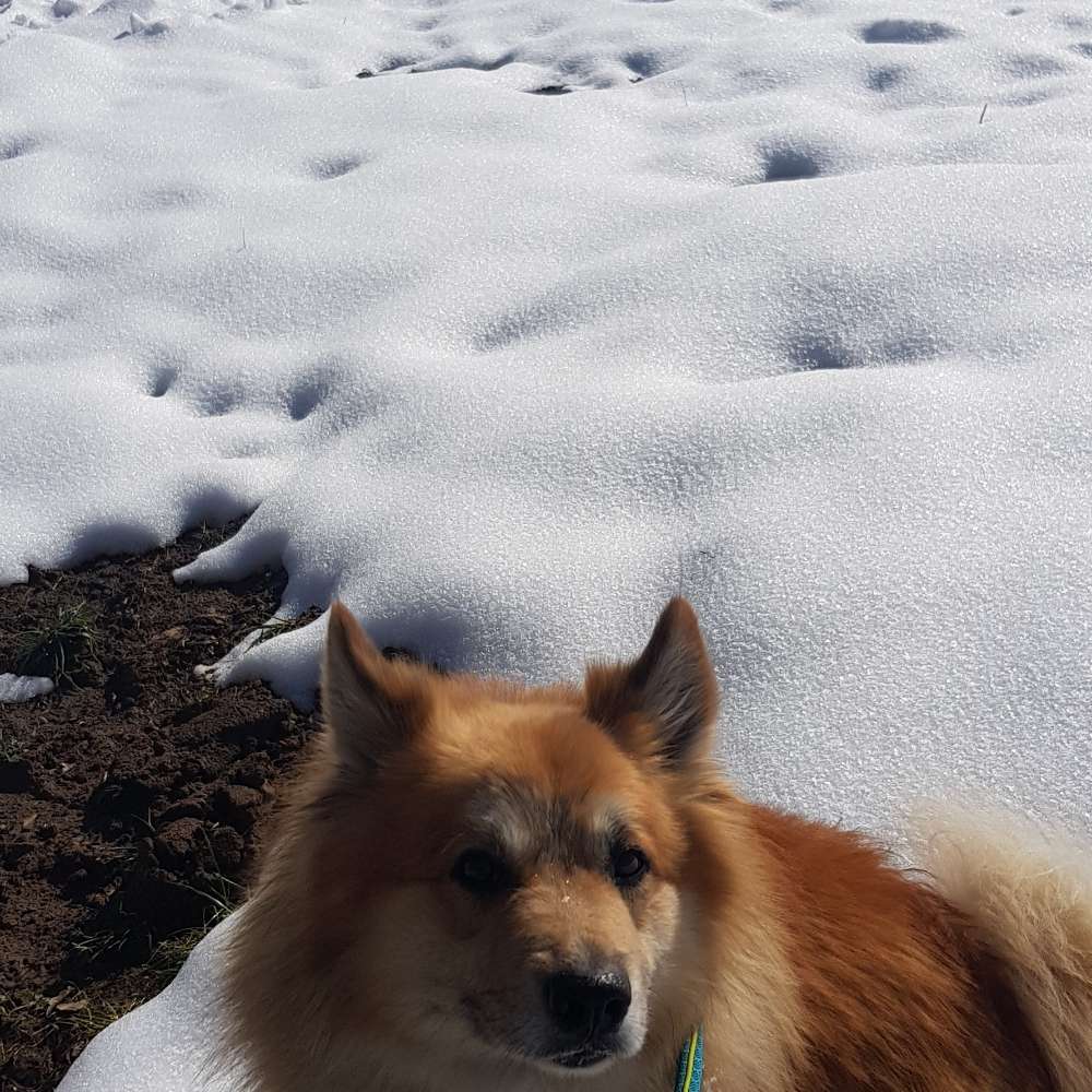 Hundetreffen-Hundekontakte-Profilbild