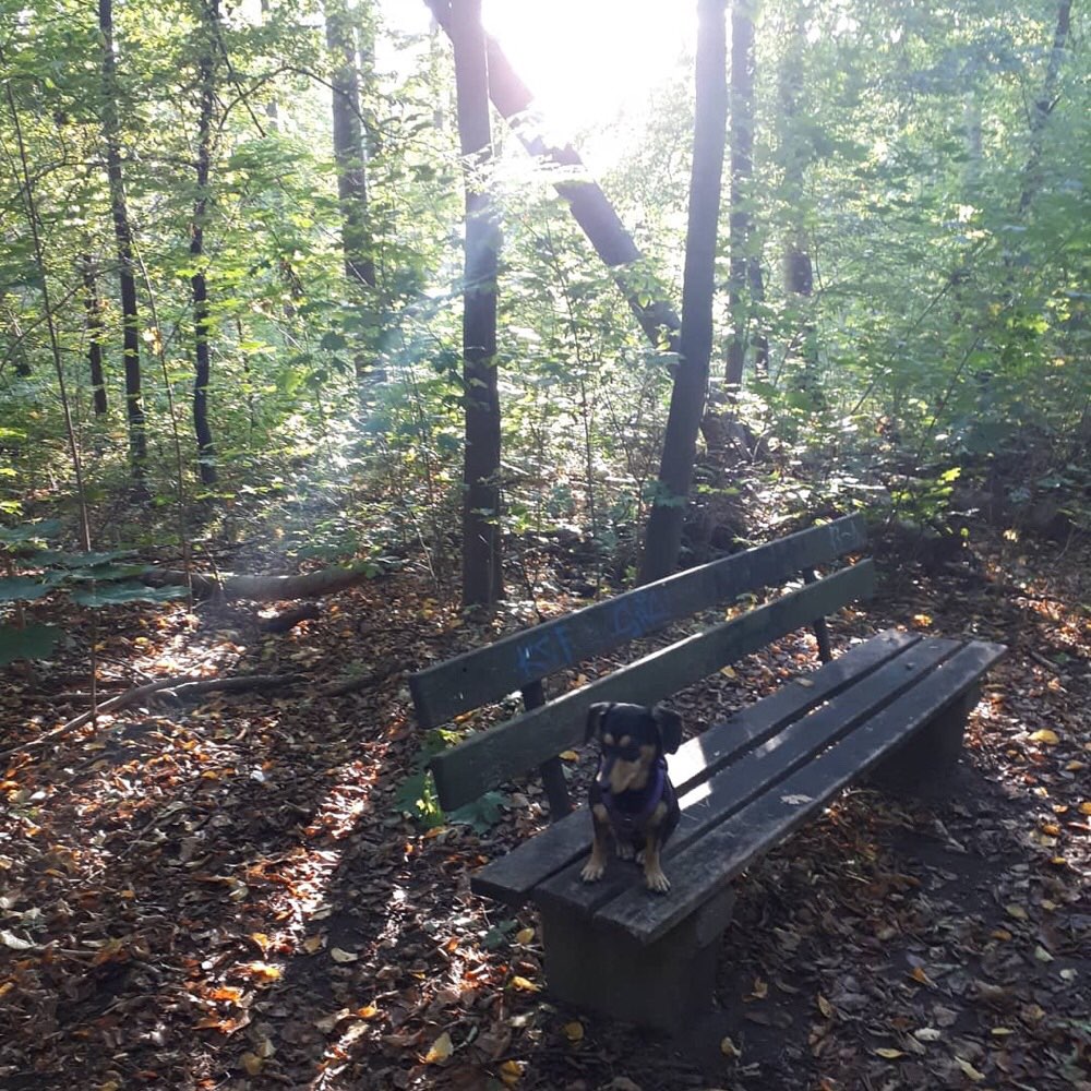 Hundetreffen-Gemeinsame Runden an der Luppe/Burgaue-Profilbild