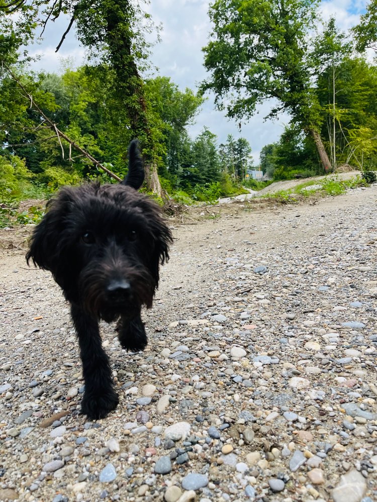 Hundetreffen-Spatziergspändli gesucht-Profilbild