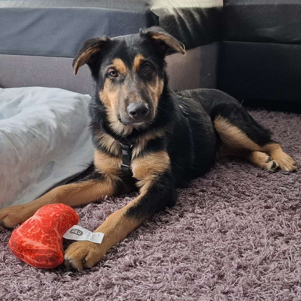 Hundetreffen-Junghundtreffen in Remscheid Lennep-Profilbild