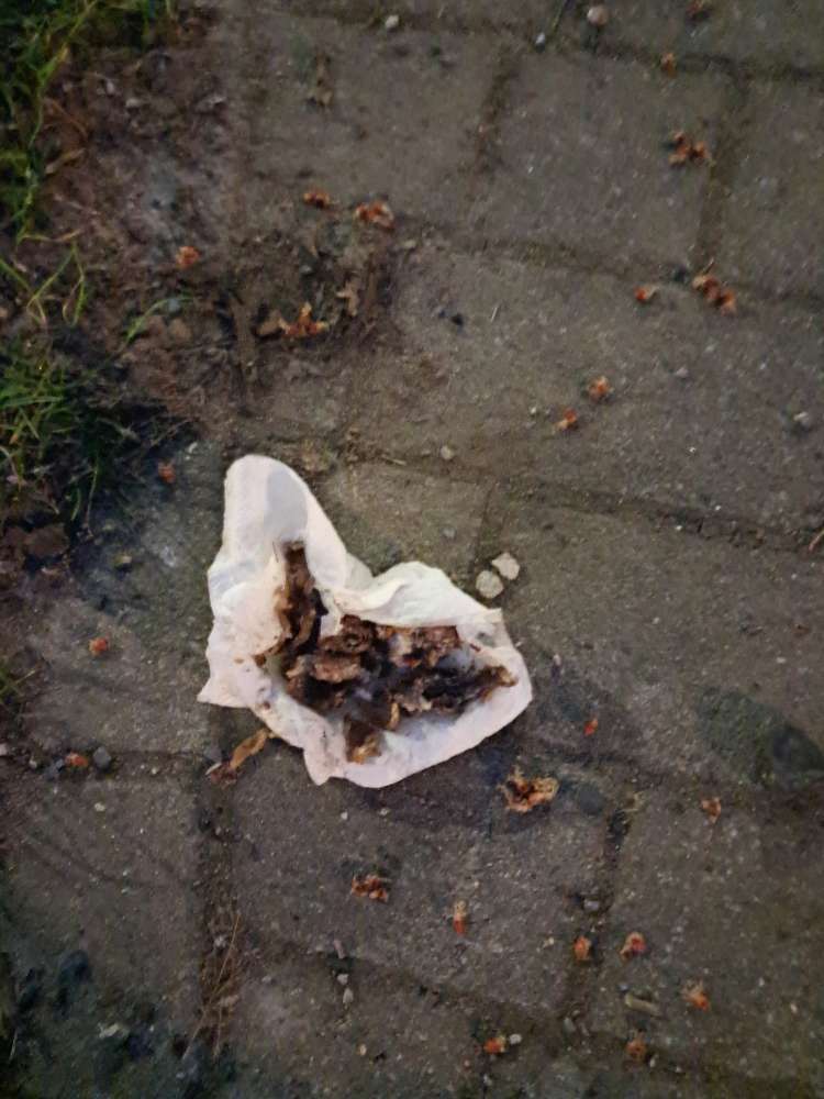 Giftköder-Giftköder-Profilbild