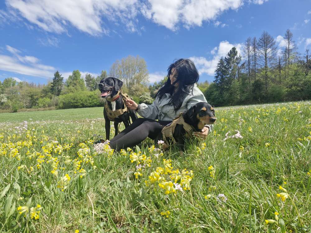 Hundetreffen-Gemeinsame Spaziergänge-Profilbild